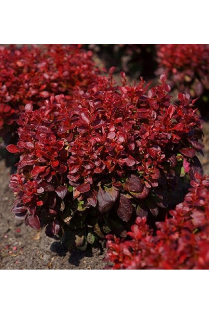 Барбарис Тунберга Лютін Руж в саду